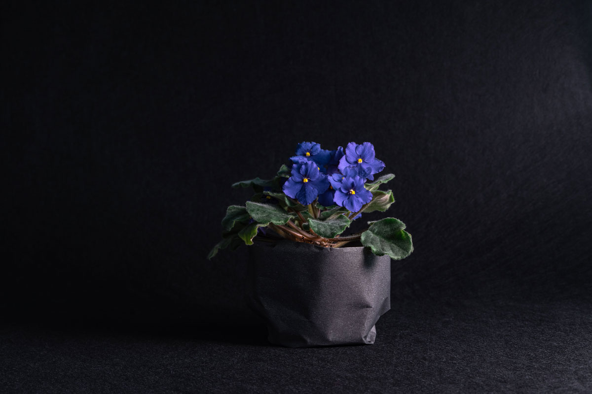 African Violet