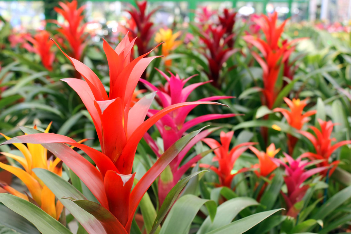 Bromeliad