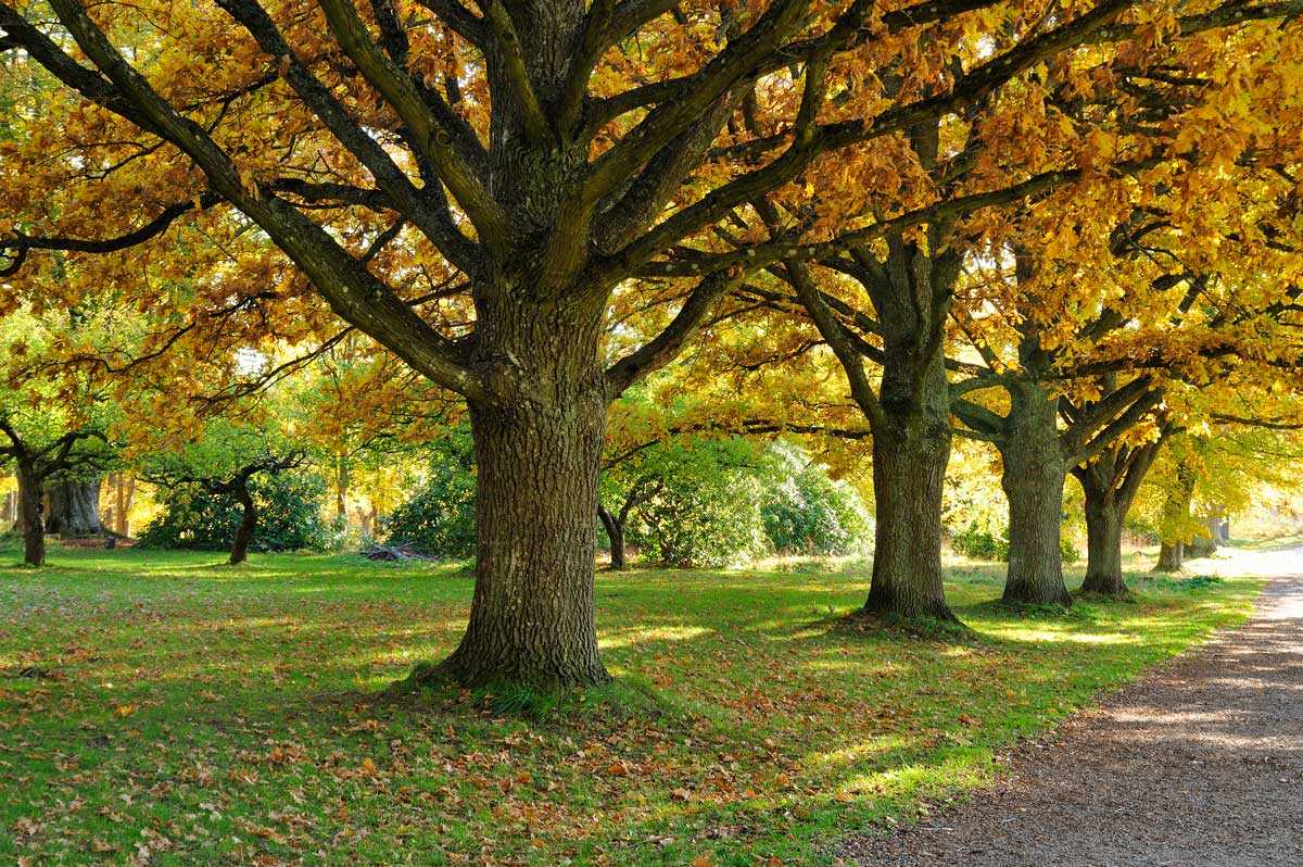 European Beech