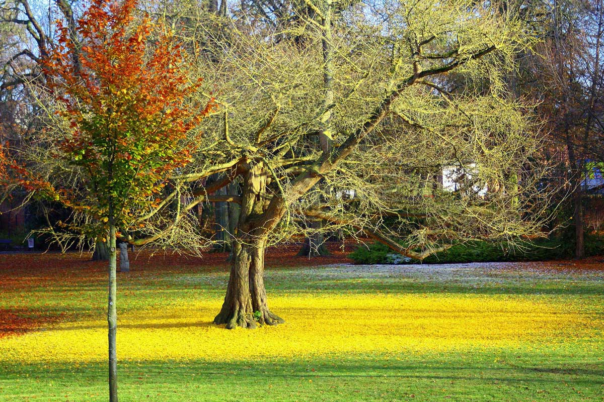 Ginko