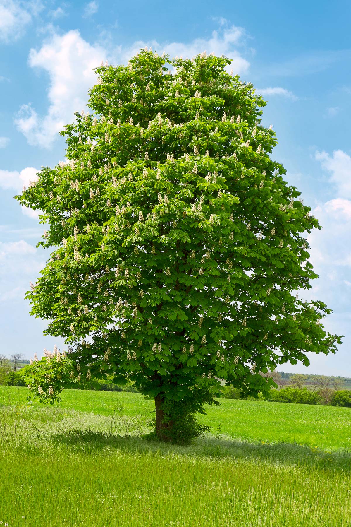 Ohio Buckeye