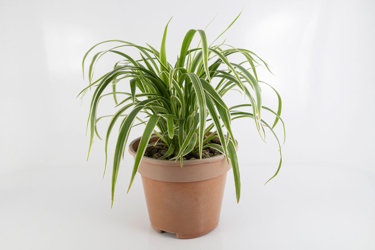 Spider Plant