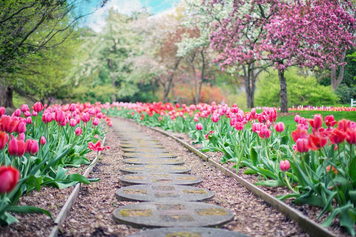 Tulip