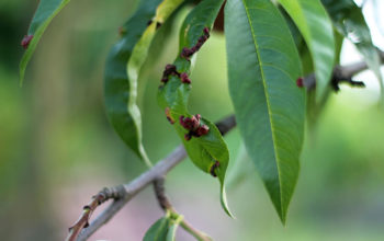 The Most Common Tree Diseases and Infestations in Wisconsin