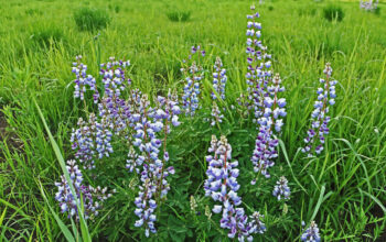 Wisconsin Perennials