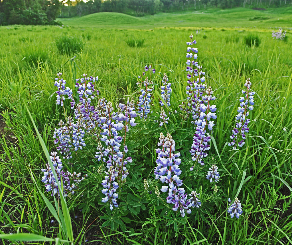 Wisconsin Perennials